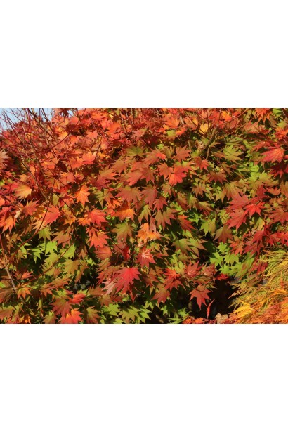 Клен Джордан в Україні